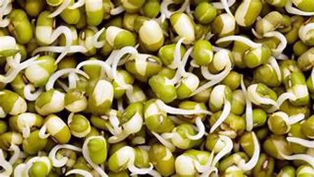 Beansprouts Bulk 5kg