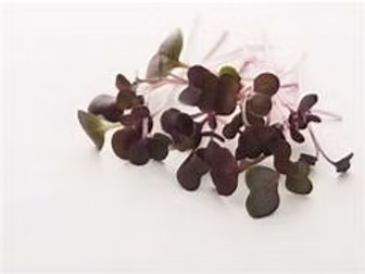 Cress Micro Red Basil 30g