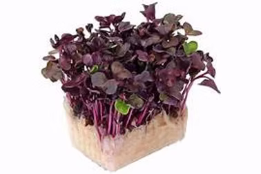Cress Sakura 18 Punnet