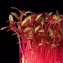 Micro Amaranth, Red 16x25g