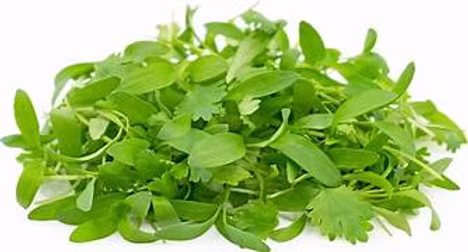 Micro Coriander Cress 16 x 30g Bulk
