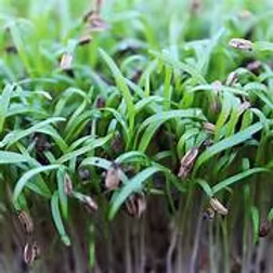 Micro Fennel Bulk (16x30g)