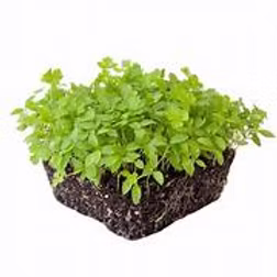 Micro Parsley 16 x 25g
