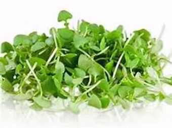 Micro Thai Basil 30gm