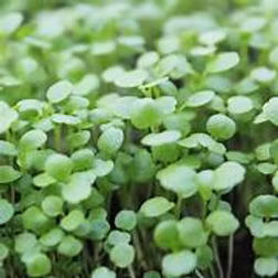 Micro Watercress 30g