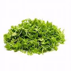 Micro Celery 25g