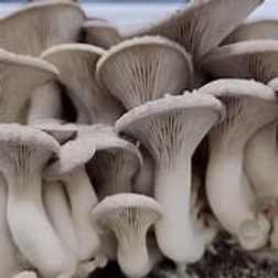 Mushroom King Oyster 1kg
