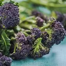 Purple Sprouting Brocoli 500g