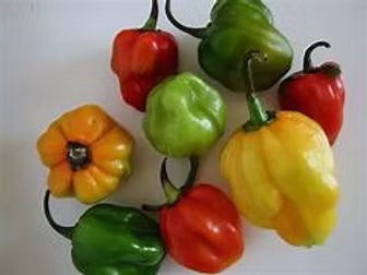 Scotch Bonnet Chillies 250g