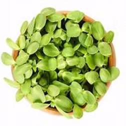 Sunflower Shoots 100g