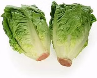 Lettuce Little Gem 1 x 2